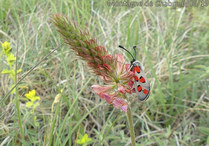 Zygaena rhadamanthus