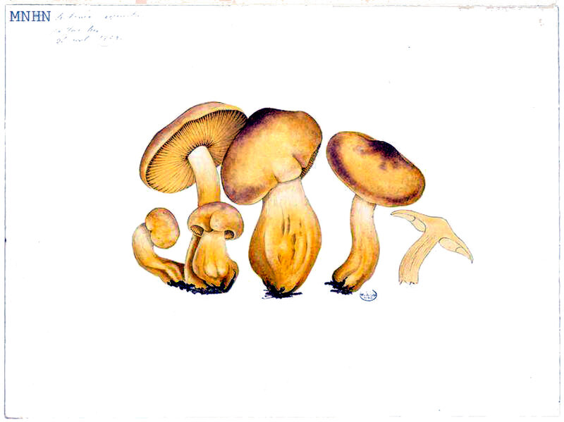 208 Tricholoma equestre flavovirens b