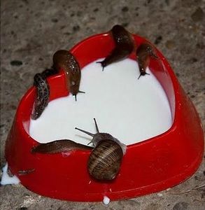 snails