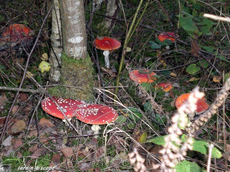 Amanite Tue-Mouches  •  Fausse Oronge • Amanita muscaria