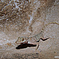 <b>EMIRATS</b> ARABES UNIS - Un nouvel espoir pour un Gecko en danger