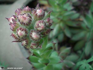Joubarbe en fleurs