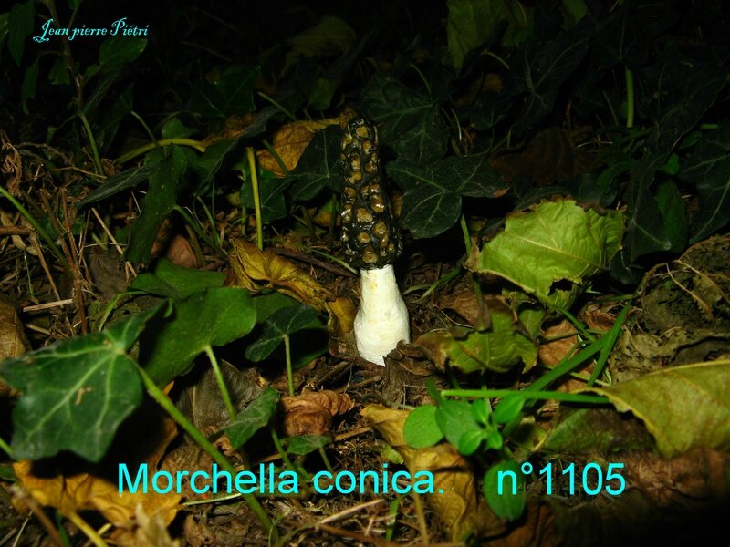 Morchella conica n°1105