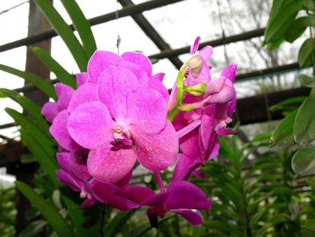 m_orchidees_visoterra_31867