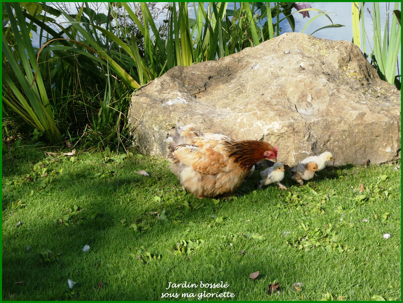 poules