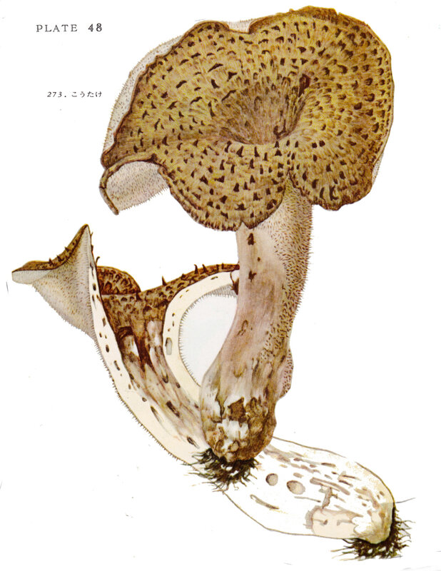 Sarcodon aspratus IHx 1 pl 48 Hydnum