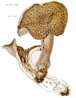 Sarcodon aspratus IHx 1 pl 48 Hydnum