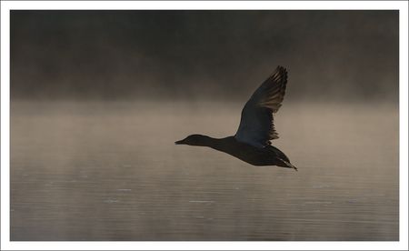 QM_envol_canard_profil_brume_020110