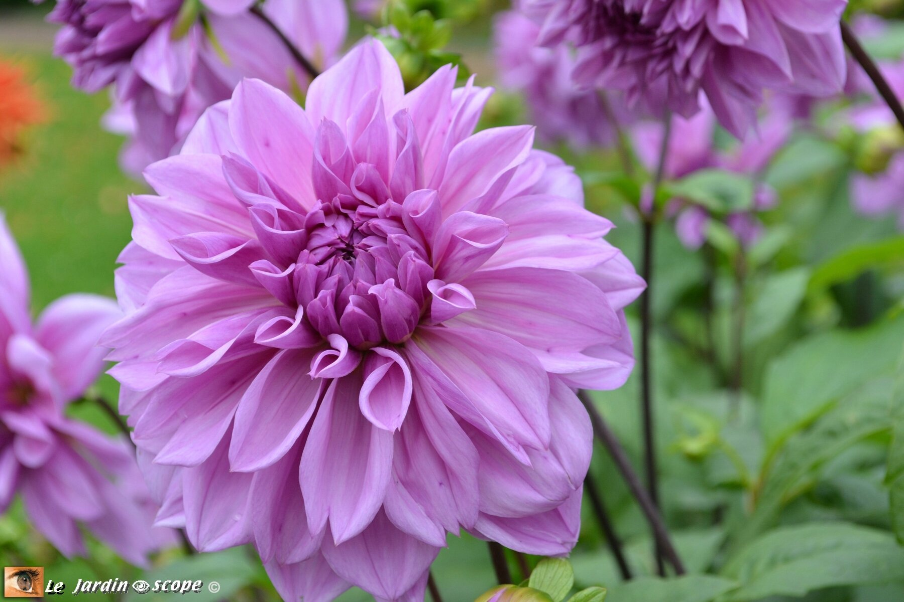 Dahlia--Lilac-Time