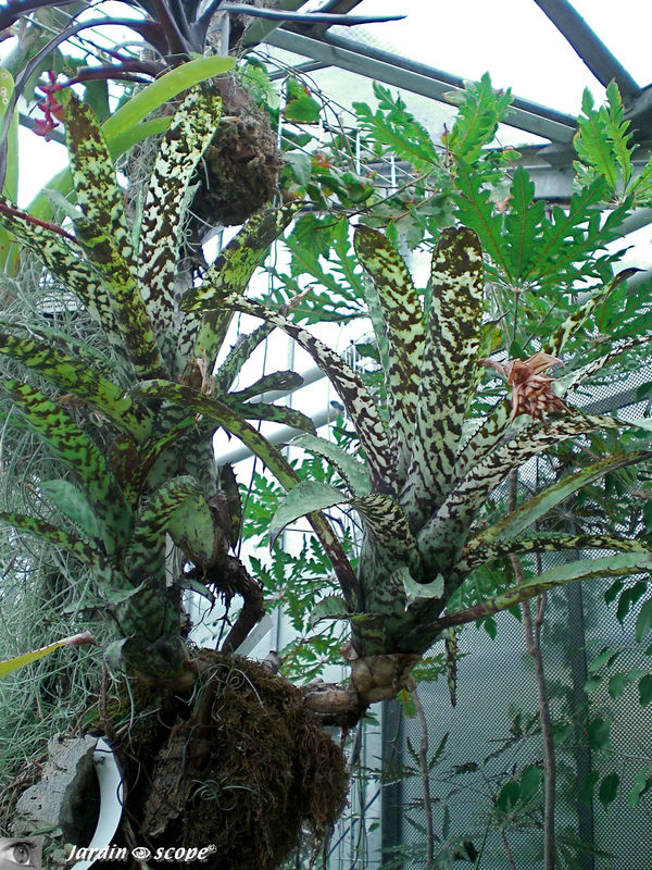 Les serres tropicales du Montet à Vandœuvre-lès-Nancy