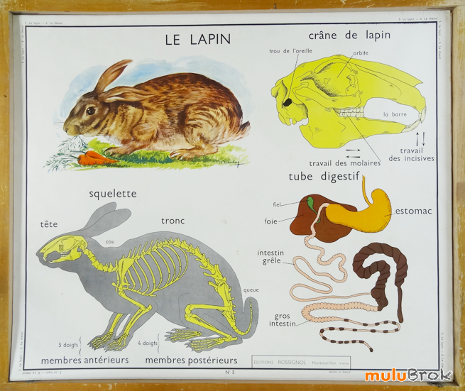 Affiche-scolaire-CHEVAL-LAPIN-7-muluBrok