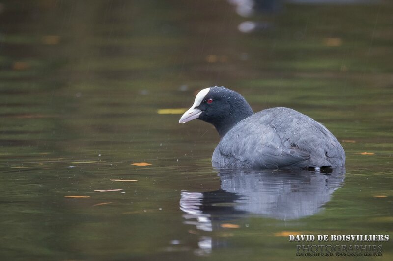 Foulque Macroule (Fulica Atra)