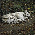 Le <b>Tigre</b> blanc (II)