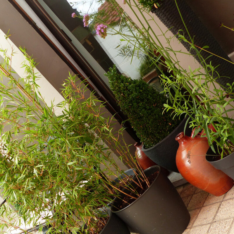 aa jardin aout 20182 (3)