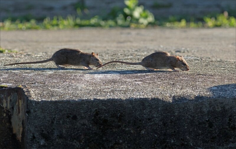 ville rats matin 061117 15