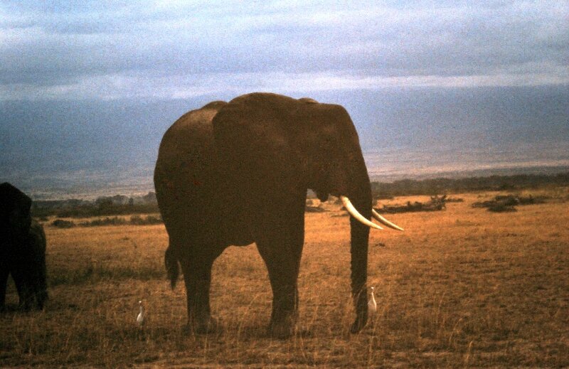 amboseli elephants troupeaux pp