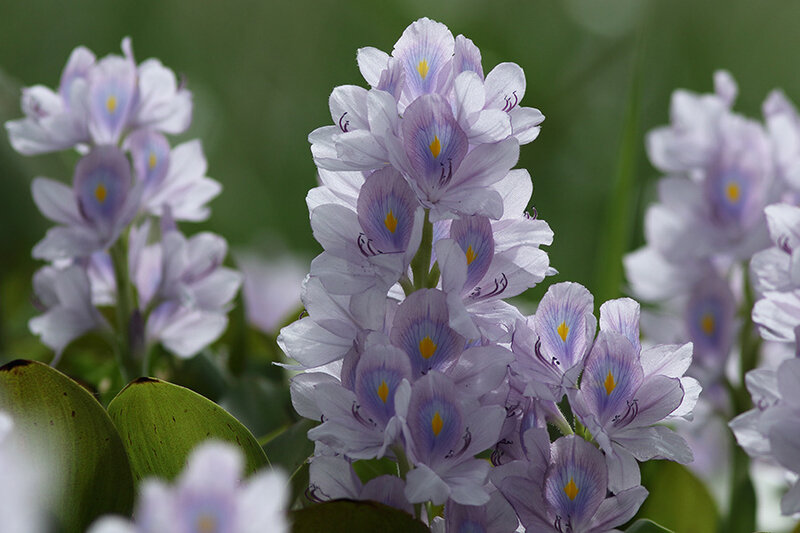 Eichhornia crassipes