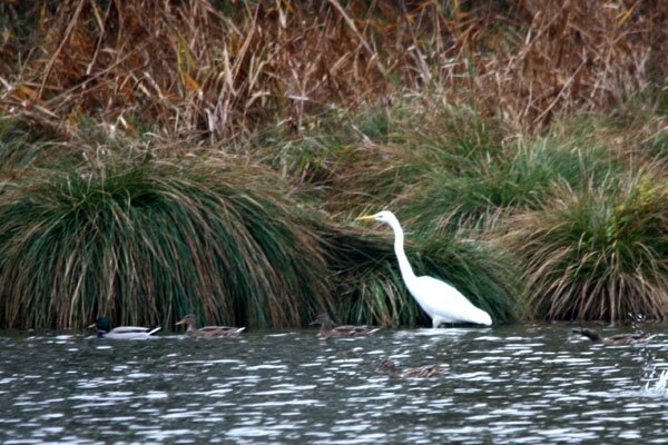 aigrette-c