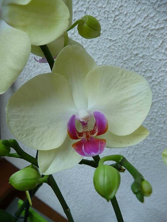 orchidée verte 4