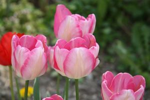 Tulipe-rose--3-AA