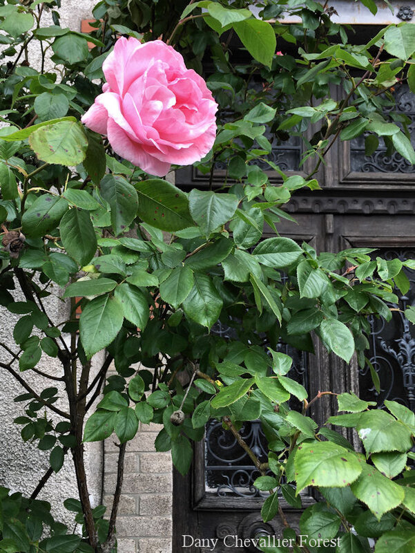 rose mai2