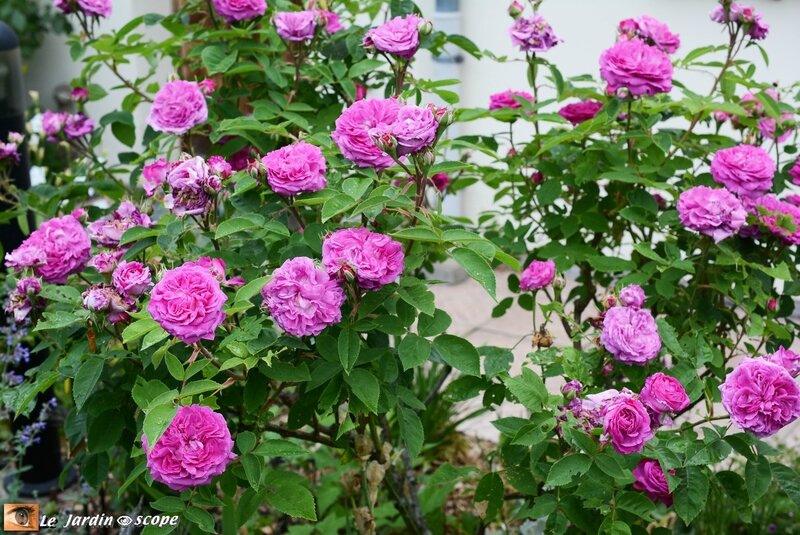 Reine-des-violettes