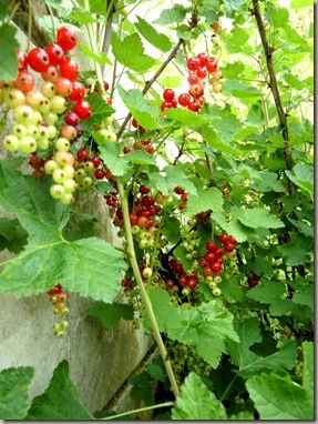 20100607_44a