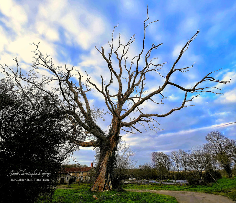 Arbre mort grand Béraudet Suris (6)