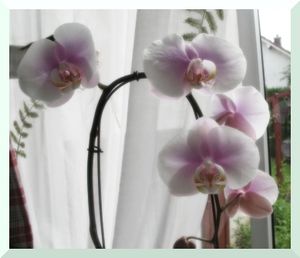 orchid_e