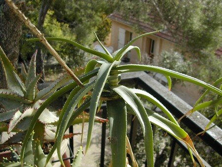 Aloe_striatula