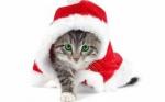 chat noel