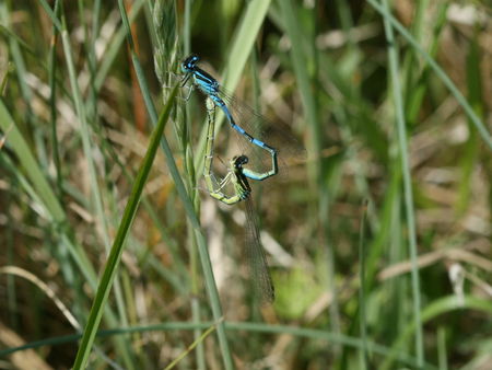 Agrion_mignon___Accouplement_4___Fort_bloqu____28Mai_AL