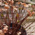 nature 20 mars 2015 AVANT DE PARTIR A LA MER2