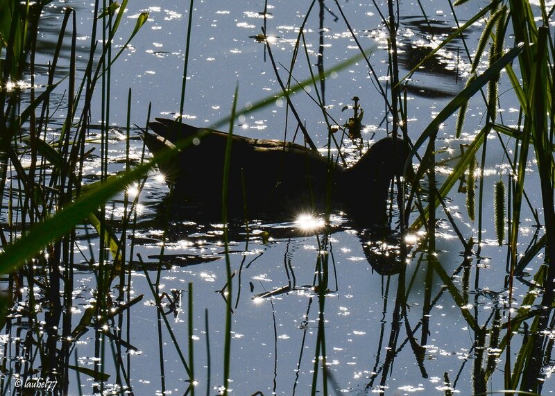 DSC_8424 poule d'eau obscure