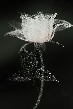 PAUVRE_AMOUR