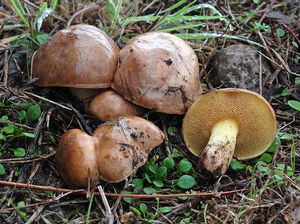 Bolet_collinitus1