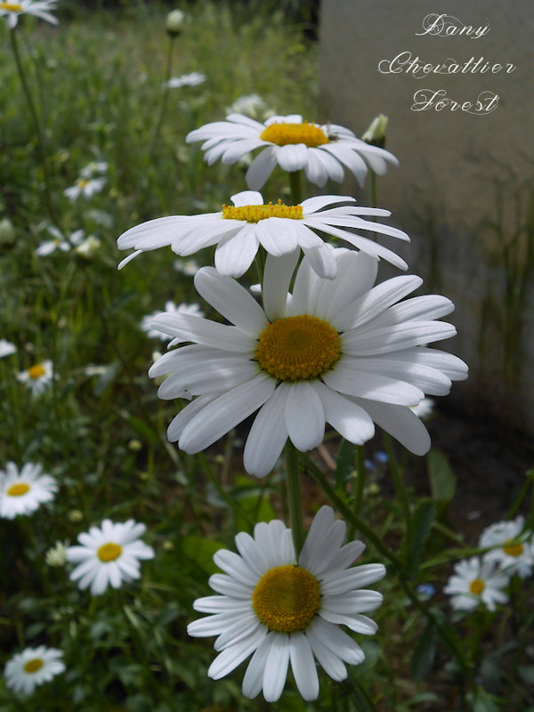 marguerites
