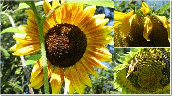 jardin 2 septembre 20232
