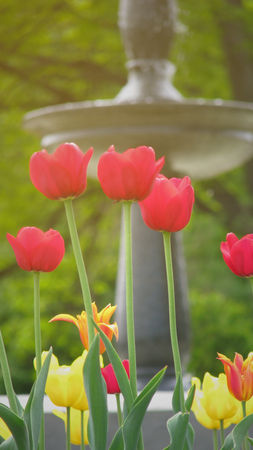 IMG_3027_tulipe