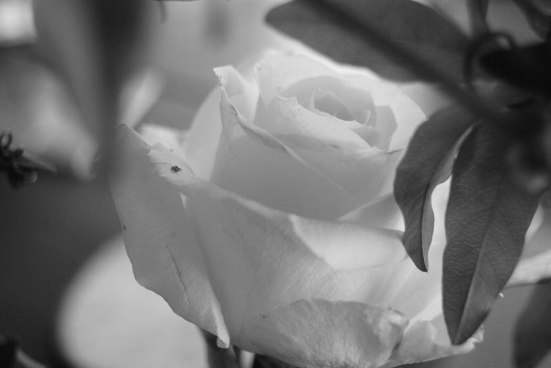 Des Roses Blanches Pour Ma Soeur Noir Rose, noir et blanc - Arrêt sur image
