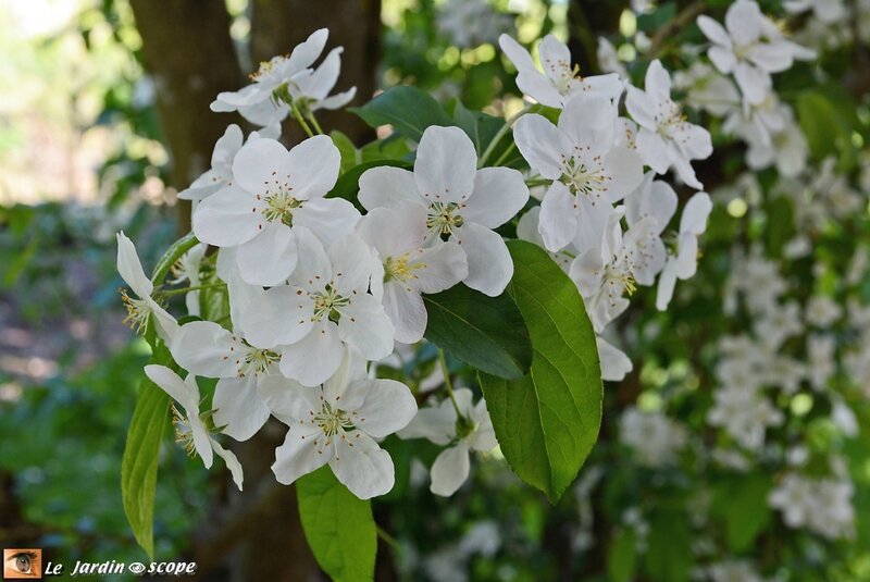 Parc-Floral-1b