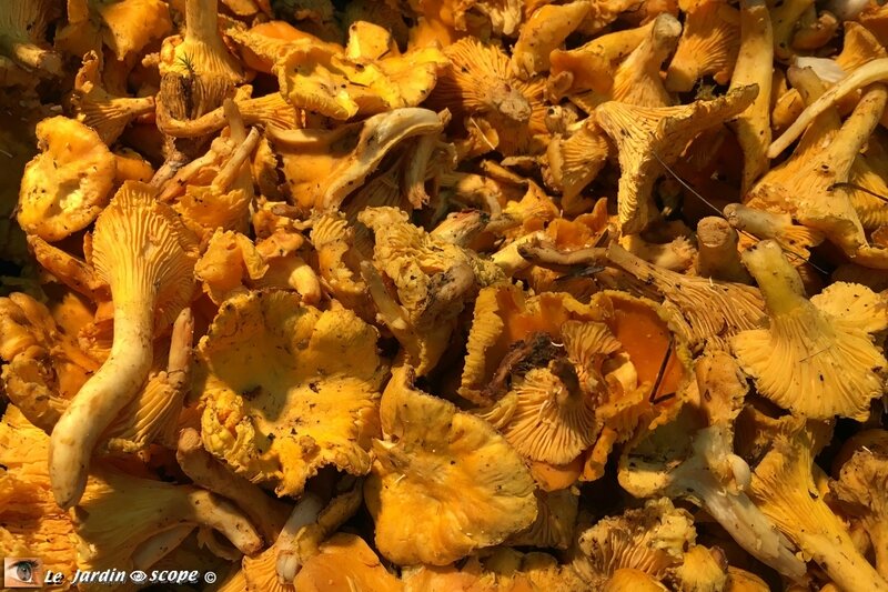 Girolle-Cantharellus-cibarius