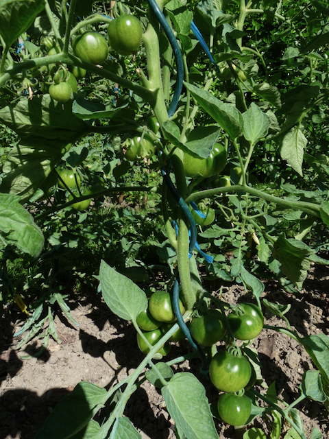 tomate - 1 (105)