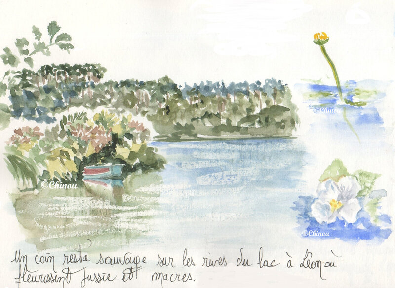 Lac de Léon fleuri