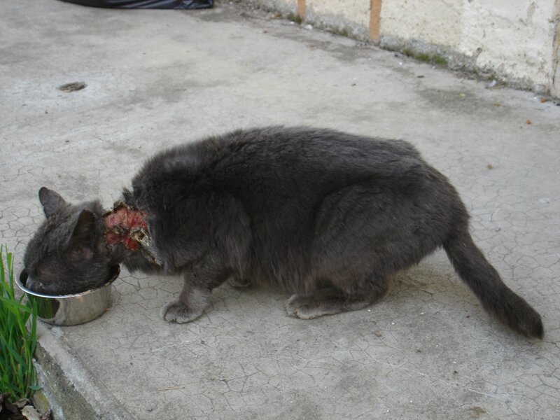 gros chat gris blessé 013