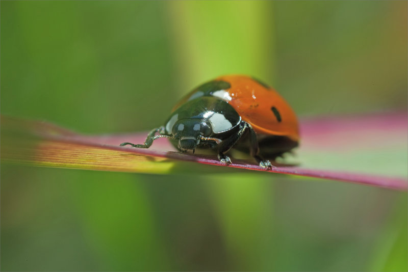 SM coccinelle 6 290521