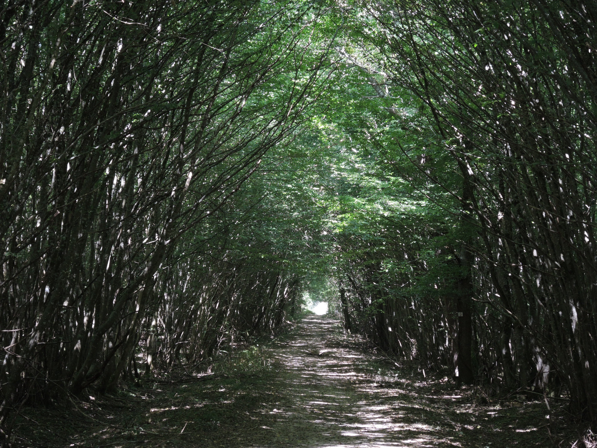 Chaulgnes, Tigran, chemin forestier, les Bertranges
