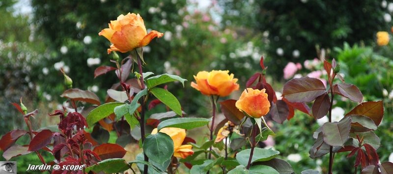 Jardin-François-0026