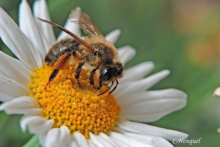 Abeille