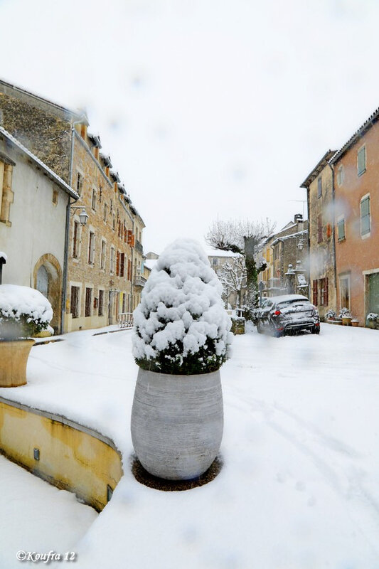 Photos JMP©Koufra 12 - Cornus - Neige - 28012019 - 0087